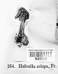 Helvella crispa image